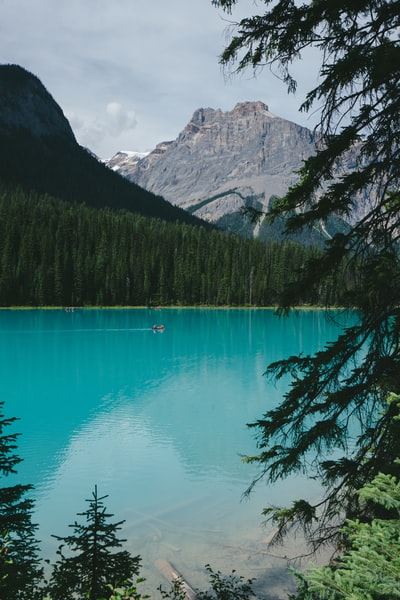 树附近的水域和山地
